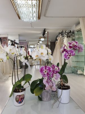 Rosa Vestigo Wedding (Gelinlik) & Abiye (Night Dress)