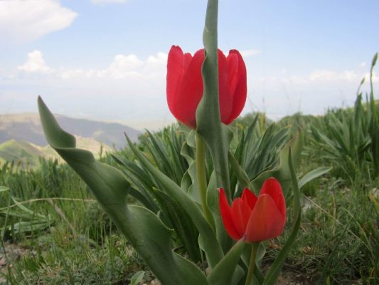 şato park düğün ve konferans salonu