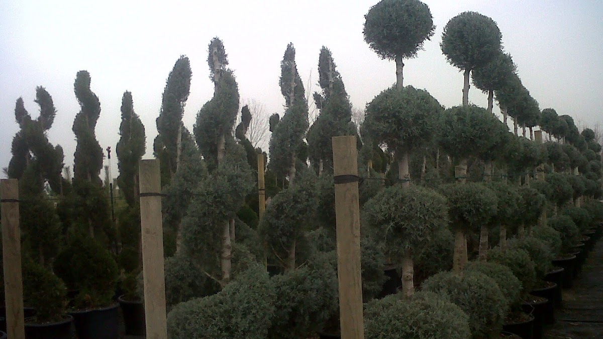 ASYA PEYZAJ Çiçek &Dekor Logo