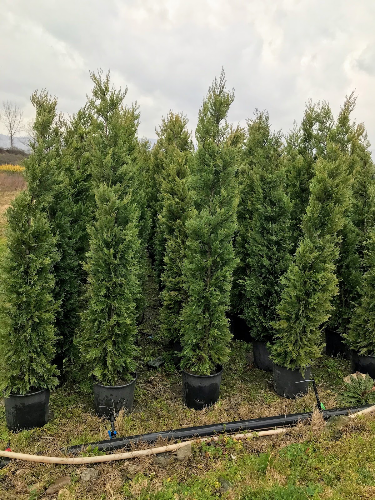 Usta Peyzaj Hazır Çim Rulo Çim ve Bahçe Düzenleme Logo