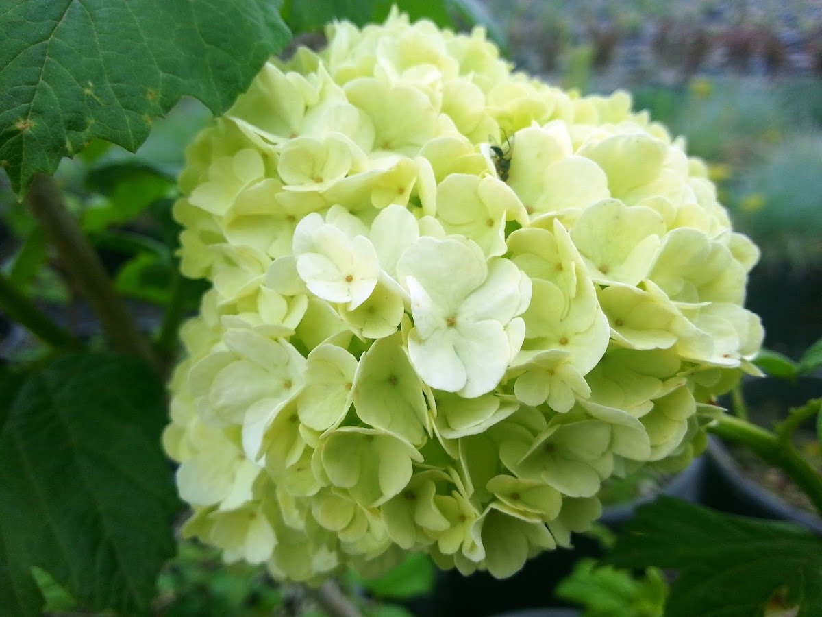 SMS MARMARA GROUP Logo