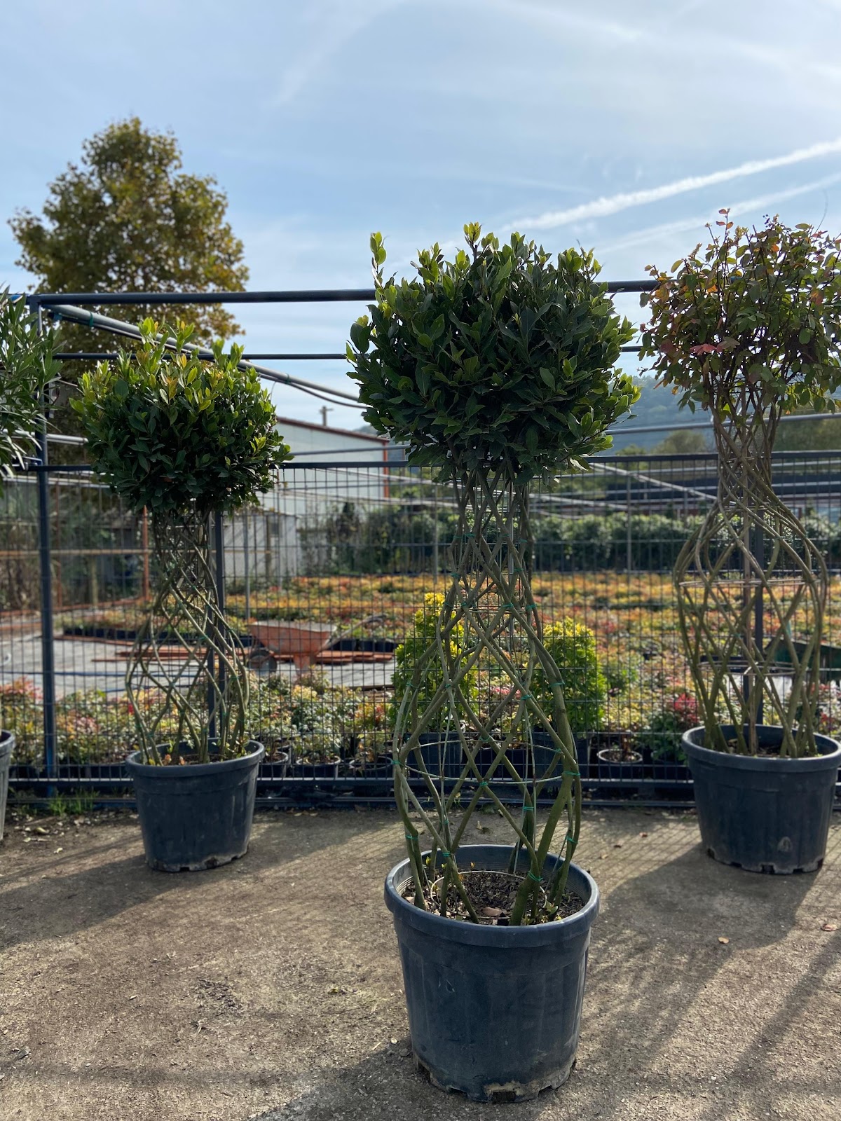 Olea Botanik Arifiye Logo