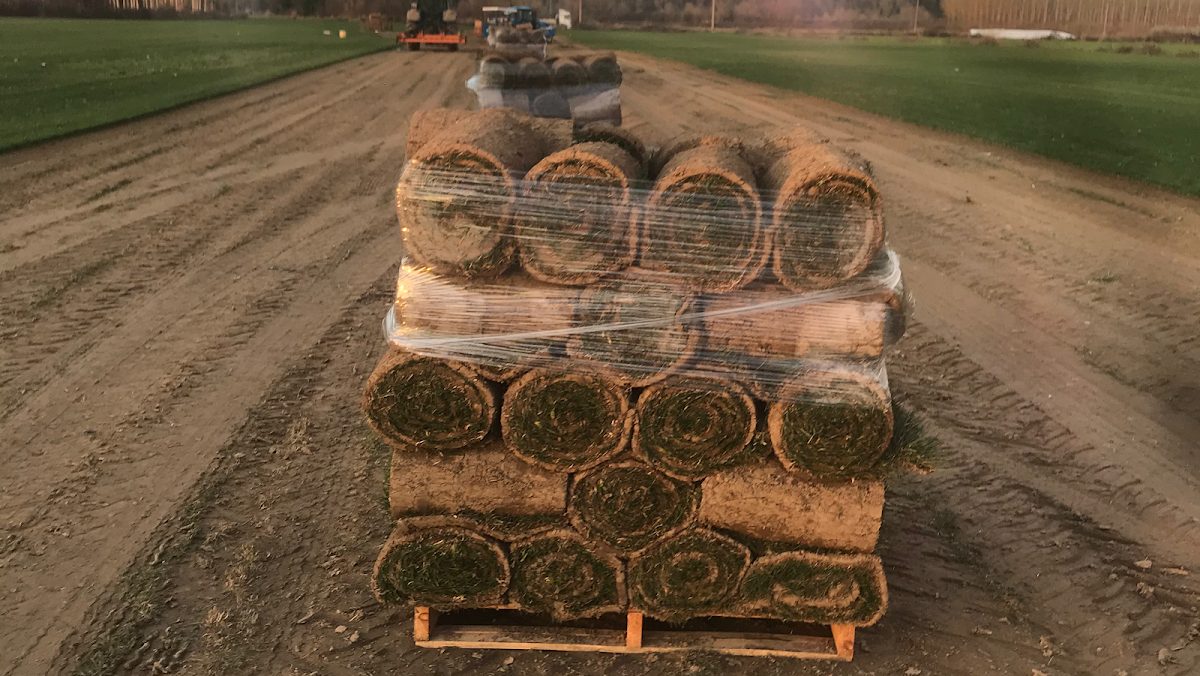 Miya Peyzaj hazır rulo çim Logo