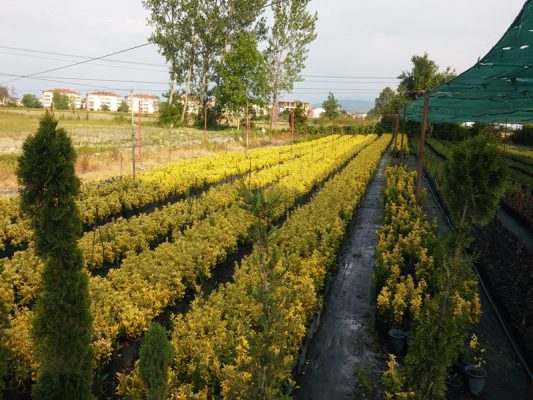 CLM Dizayn Peyzaj ve Fidancılık