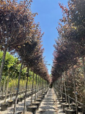 Grup Plantpark Bilişim Fidancilik