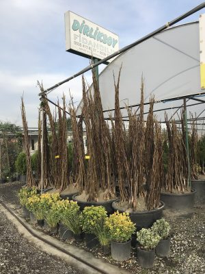 Dirliksoy Fidancılık