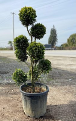 Olea Botanik Arifiye