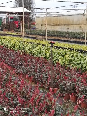 Grup Plantpark Bilişim Fidancilik
