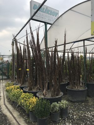 Dirliksoy Fidancılık