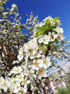 Baysal İnşaat 1461 Konaklar